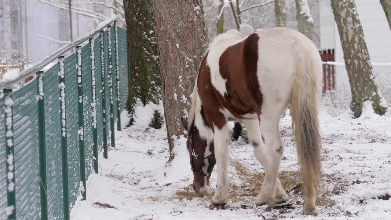 Medium shot of white and brown horse eating in winter during the day with snow falling, outdoor