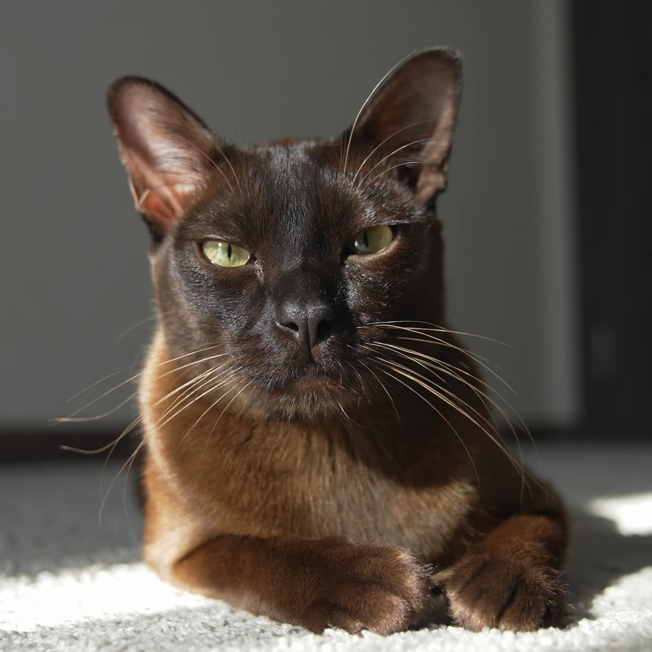 Scatto di un giovane gatto domestico