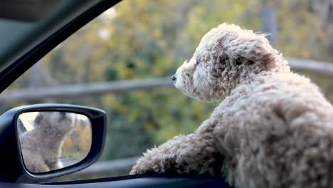 Maltipoo-Hund-Schaut-Während-Der-Fahrt-Aus-Dem-Offenen-Fenster-Des-Autos