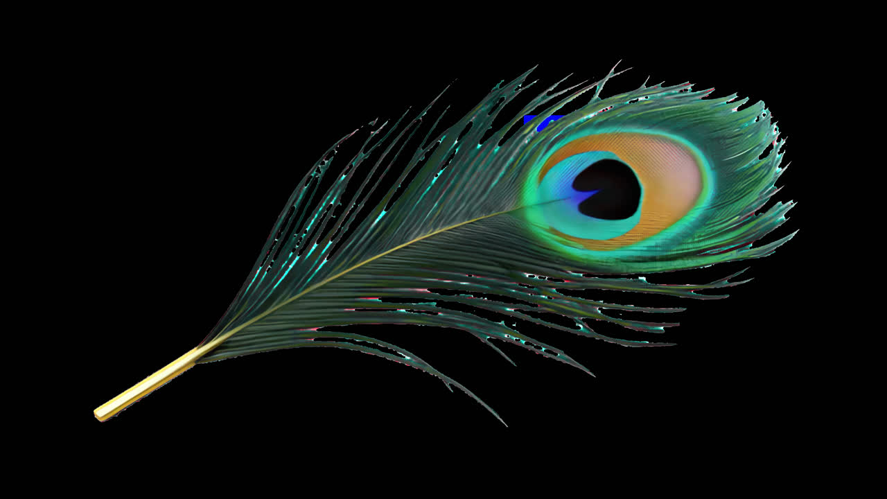 Vibrant peacock feather elegance animation isolated asset, transparent 4K video, alpha channel