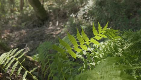 Helechos-Verdes-En-Un-Bosque-Tropical---Cerrar,-Inclinar-Hacia-Arriba