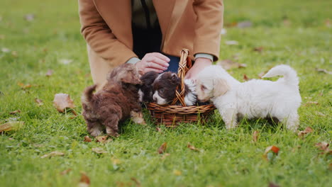 woman in autumn park playing with puppies on lawn