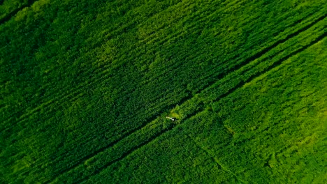 young woman is spinning in a green wheat field. aerial view video from copter. top view. circular motion of the camera. camera approaching.