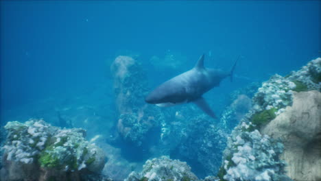 shark in coral reef