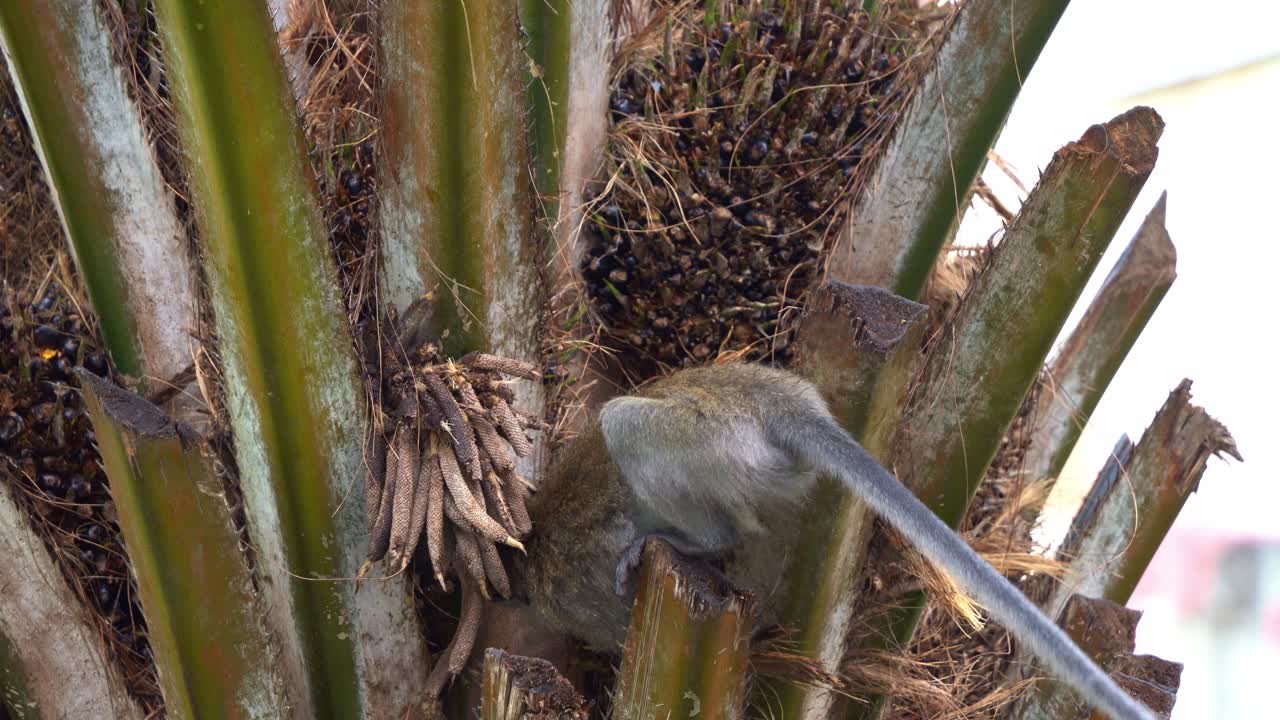 joven macaco comedor de cangrejo, macaco de cola larga, macaca fascicularis trepando a la palma, oportunista atacante de cultivos ocupado cavando con sus manos prensiles y alimentándose de nueces de palma y frutas