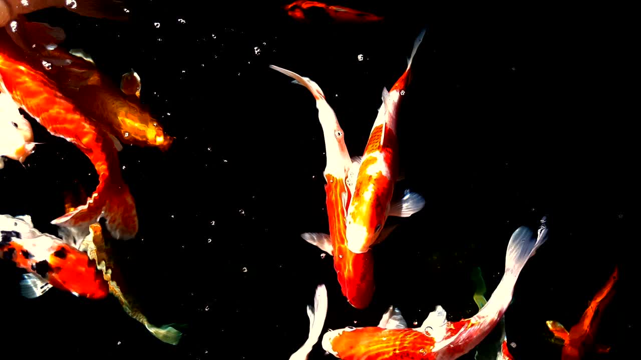 cangrejo o carpa de fantasía nadando y comiendo en el agua