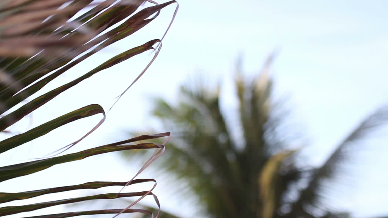 마사틀란 팜스 00