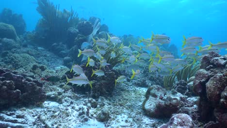 clip starts behind a sea fan before moving towards a school of goatfish. the school turns to swim across the shot to the right and out of frame