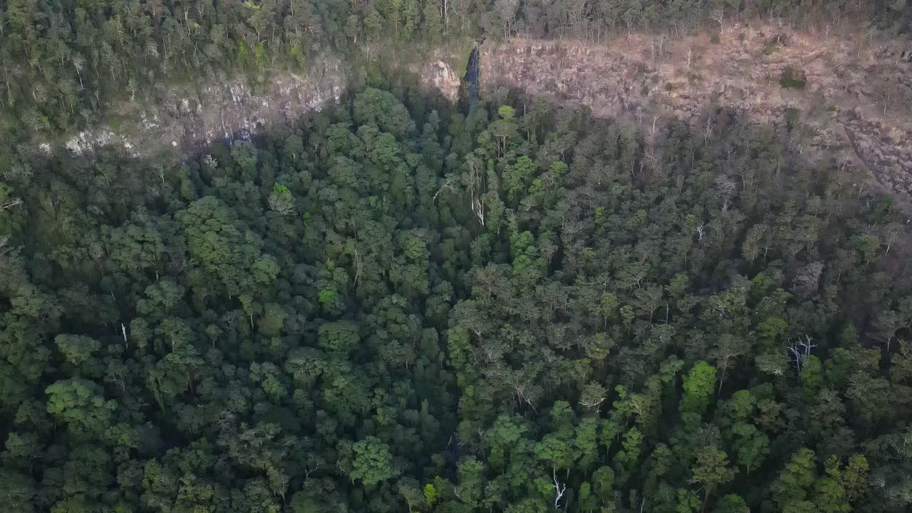 morans falls con exuberantes bosques tropicales en primer plano - parque nacional lamington - gold coast, qld, australia