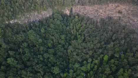 Morans-Falls-Con-Exuberantes-Bosques-Tropicales-En-Primer-Plano---Parque-Nacional-Lamington---Gold-Coast,-Qld,-Australia