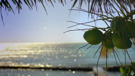 green cocounts hanging on palm tree in front of ocean