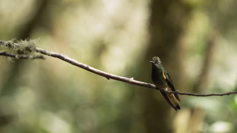 Nahaufnahme-Von-Zwei-Koronettkolibris-Mit-Braunem-Schwanz-Auf-Einem-Ast-Mit-Verschwommenem-Hintergrund