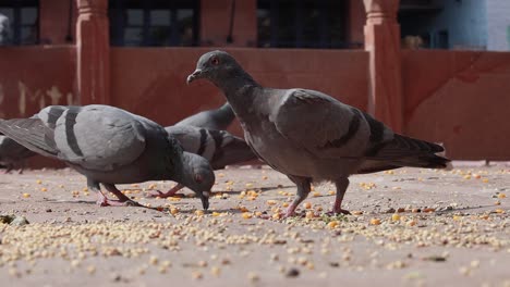 Las-Palomas-En-La-Calle-Peatonal-Se-Mueven-En-Cámara-Lenta.-India-Rajastán.