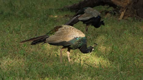 Peafowl-is-a-common-name-for-three-species-of-birds-in-the-genera-Pavo-and-Afropavo-of-the-Phasianidae-family,-the-pheasants-and-their-allies.-Ranthambore-National-Park-Rajasthan-India