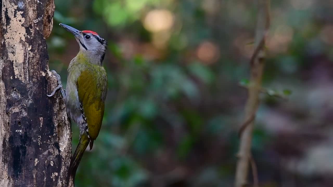 el pájaro carpintero de cabeza gris también se llama pájaro carpintero de cara gris se encuentra en muchos parques nacionales en tailandia y es muy particular en la elección de su hábitat para que prospere