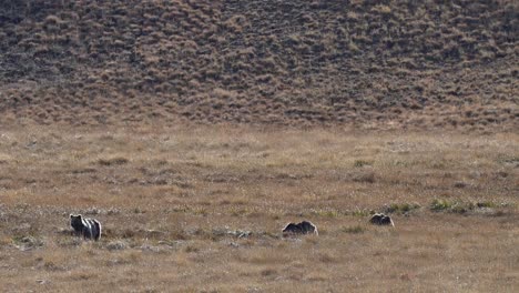 Oso-Pardo-Del-Himalaya-Pastando-En-El-Parque-Nacional-Deosai