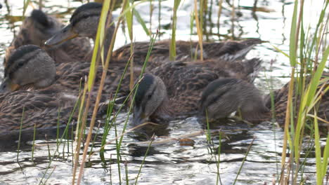 troupeau de jeunes canards colverts nageant derrière les herbes aquatiques