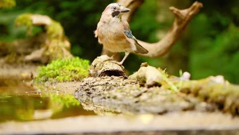 Eurasian-Jay-in-Friesland-Netherland-at-top-half-of-shot-bending-between-branch-to-pick-up-moss-or-insect