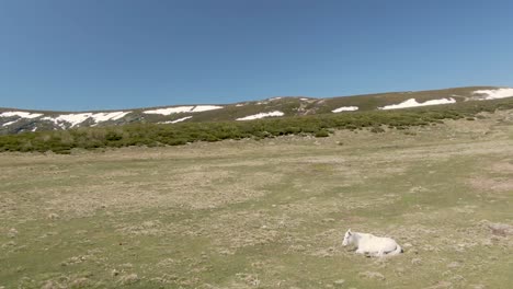 Caballo-Tirado-En-La-Hierba