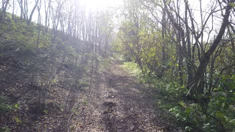 Spaziergang-Auf-Dem-Waldweg-Bei-Sonnenuntergang,-Weg-Mit-Hintergrundbeleuchtung,-Naturhintergrund