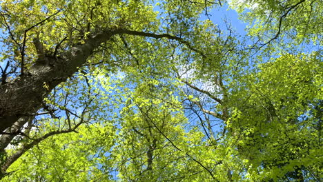 looking uo to the tree canopy as the spring leaves burst in to life in a woodland in worcestershire, england set against a blue sky with white clouds moving overhead