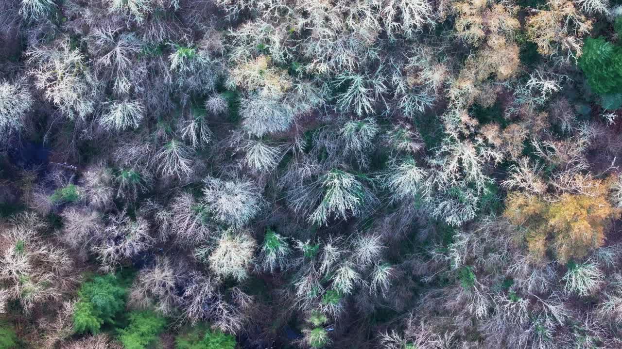 스페인 루고 주 세르반테스 (cervantes, lugo) 에 있는 칸실라스 산 위의 겨울에 건조한 나무.