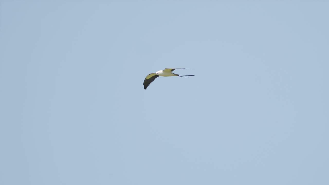 Swallow Tailed Kite Flying Against Blue Sky