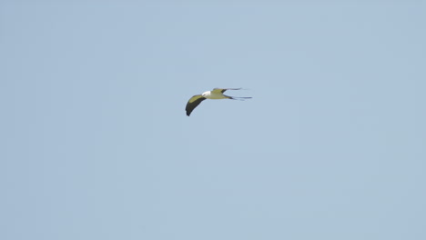 swallow tailed kite flying against blue sky