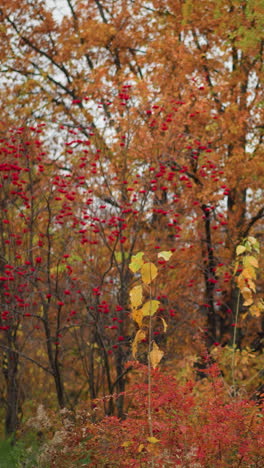 parque de otoño vibrante lleno de follaje dorado, vegetación exuberante y arbustos de bayas rojas, creando un pintoresco paisaje estacional, los árboles muestran una mezcla de tonos cálidos, capturando la belleza de la naturaleza