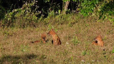 Perro-Salvaje-Asiático-O-Dhole,-Cuon-Alpinus-Dos-Descansando-En-La-Hierba-Mientras-Uno-En-El-Medio-Se-Mueve-Y-Luego-Se-Sienta-Bajo-El-Sol-De-La-Tarde-En-El-Parque-Nacional-Khao-Yai,-Tailandia