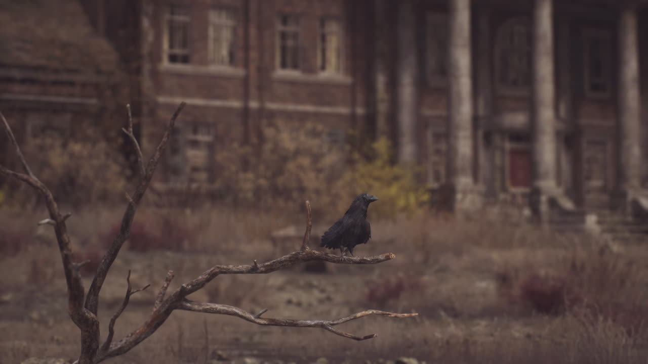 un cuervo en una rama frente a una mansión abandonada