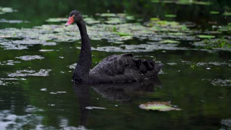 One-black-swan-drinking-water-on-lake