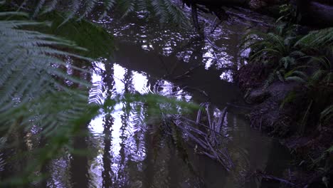 murky streams river bank, shallow water with branches