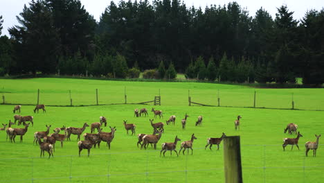 a parcel of red deer graze on lush green grass field in mossburn new zealand