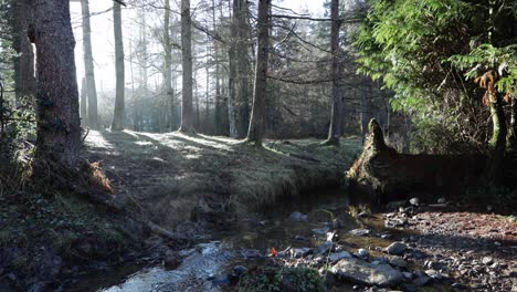 man walking through the forest at sunrise