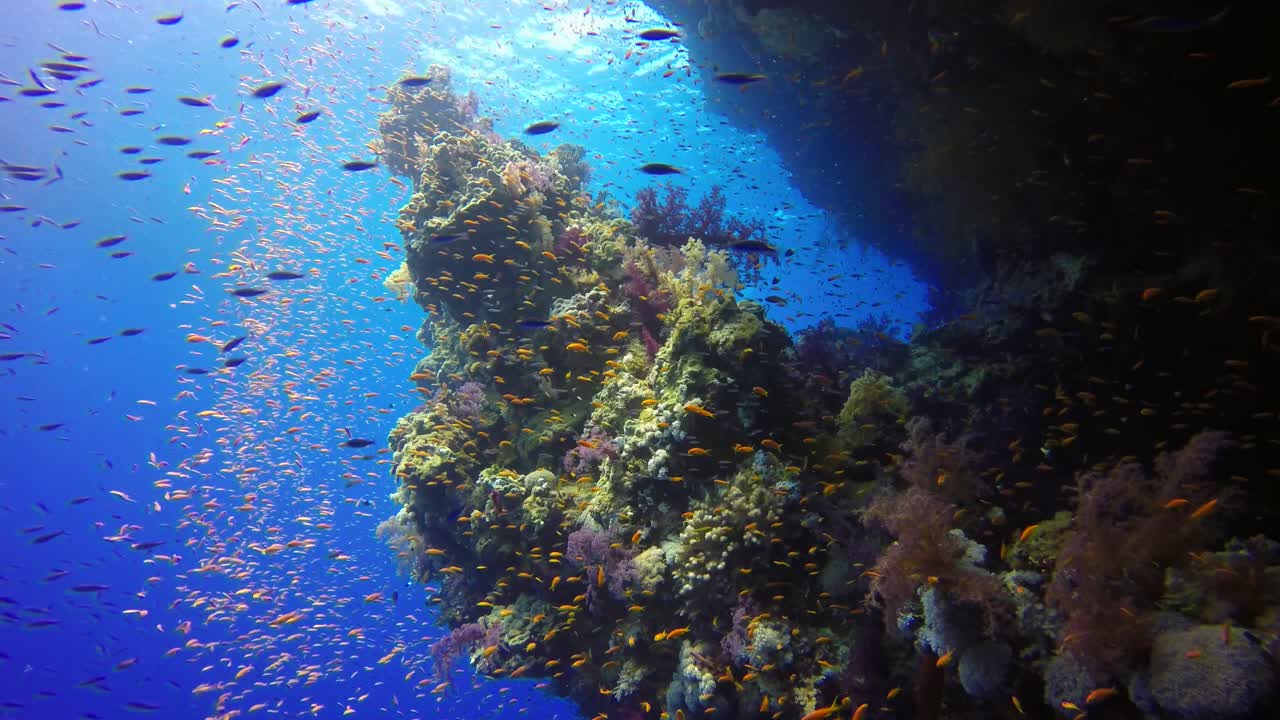 깊은 파란 바다에서 산호초 물고기와 함께 다채로운 산호초 생명