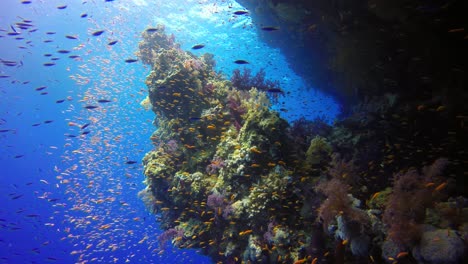 Buntes-Riffleben-Mit-Rifffischen-Im-Tiefblauen-Roten-Meer