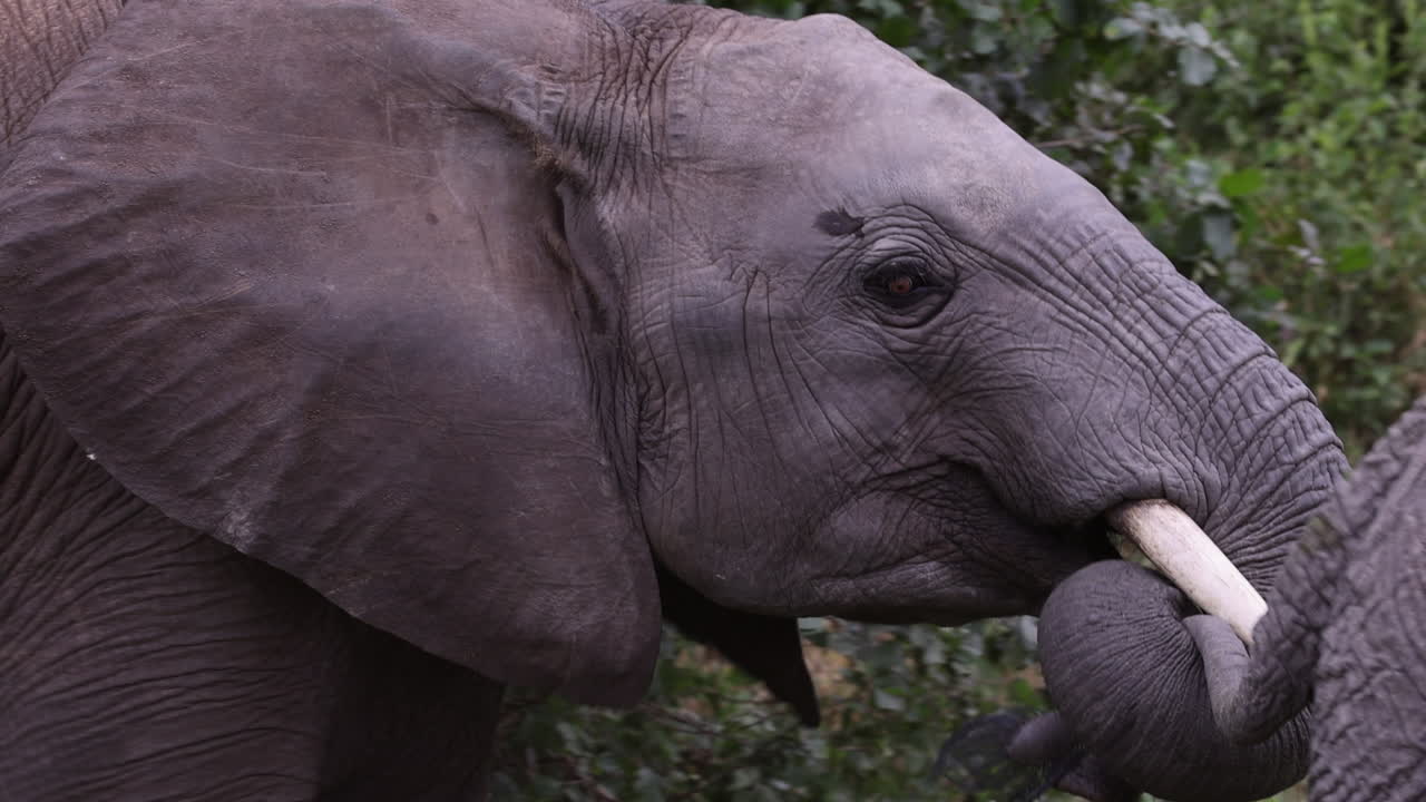 dos jóvenes elefantes persiguiéndose entre árboles en un parque nacional de tanzania, áfrica