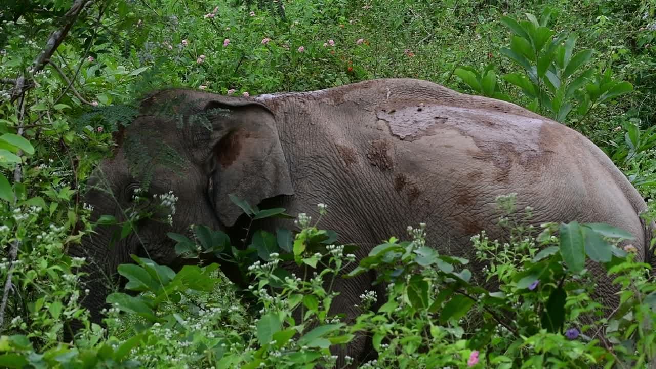 アジアゾウは絶滅危惧種であり、タイの居住者でもあります