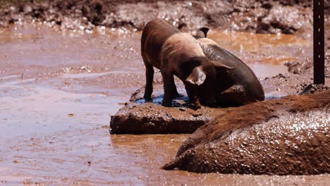 cerdo revolcándose felizmente en el agua fangosa.