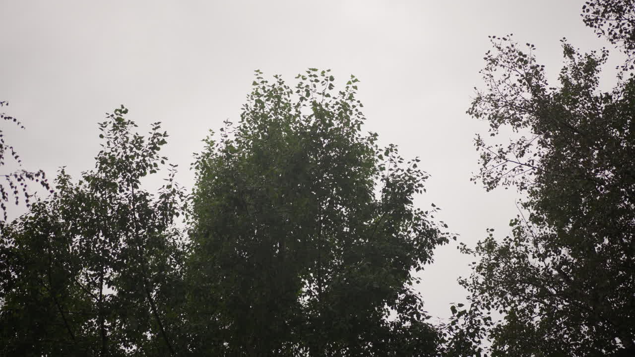 자작나무 꼭대기 위로 흐린 하늘, 가벼운 이슬비, 시원한 바람에 흔들리는 가느다란 자작나무 윗부분의 공원 옆 풍경, 차분한 회색빛, 나뭇잎에 맺힌 섬세한 빗방울, 이상적인 분위기를 반영하는 우울한 분위기