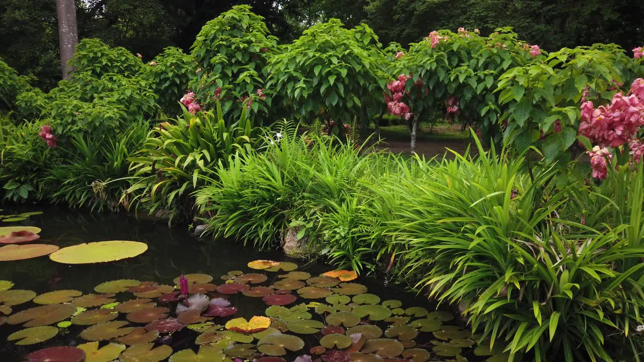 gran estanque de peces frescos y fértiles con nenúfares y flores en la superficie en un hermoso jardín tailandés