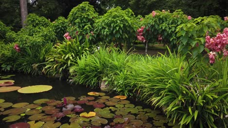 Gran-Estanque-De-Peces-Frescos-Y-Fértiles-Con-Nenúfares-Y-Flores-En-La-Superficie-En-Un-Hermoso-Jardín-Tailandés