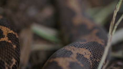 tracking shot along the scales of a kenyan sand boa