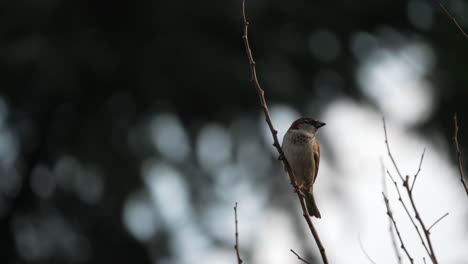 Sparrow-on-a-bare-branch-in-winter,-slow-motion-4K