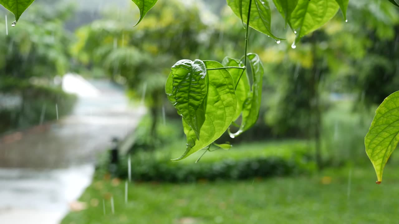 シンガポールの無人の公園での雨の日