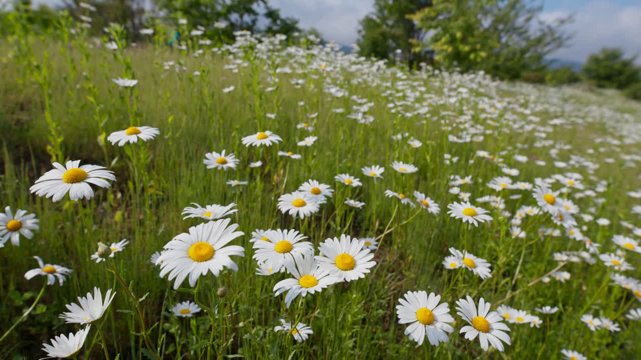 близкий взгляд на ромашки