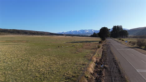 drone view of sheep in a pasture of esquel, argentina.