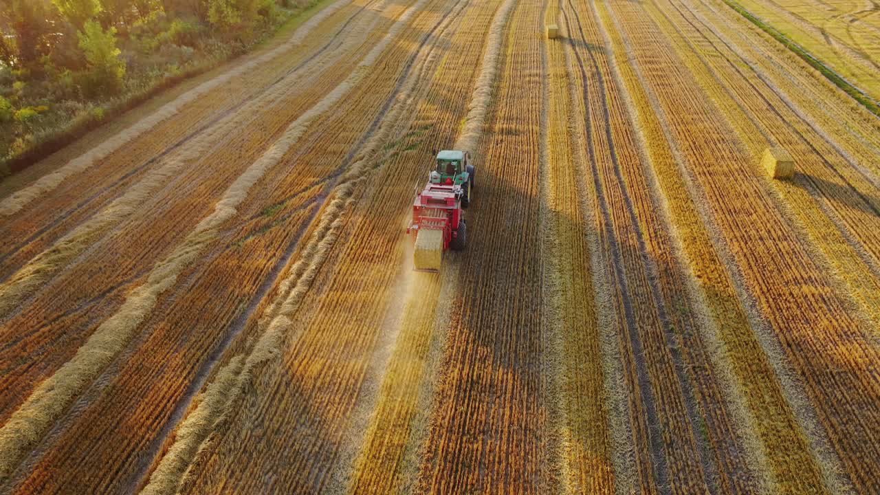 Tractor collects dry hay. Transportation of bales of hay with tractor