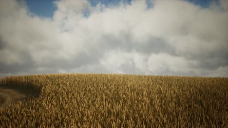 Dunkle-Stürmische-Wolken-über-Dem-Weizenfeld